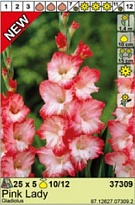 Гладиолус Пинк Леди 10/12 5шт*