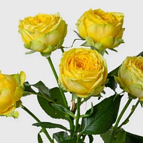 Роза Луна Трендсеттер кустовая (МЦ) дл.50 10шт/уп