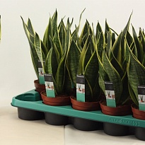 Сансевиерия Канари d9 h30 12шт