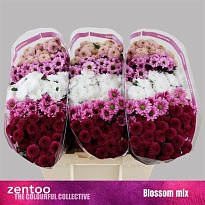 Хризантема сантини Mix Blossom 25шт