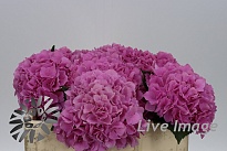 Гортензия My Beautiful Heaven дл.50 1шт