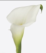 Калла White Present 10шт (A)