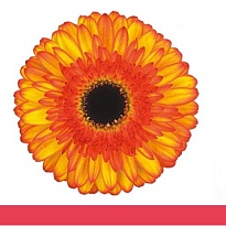 Гербера Spotlight 25 шт