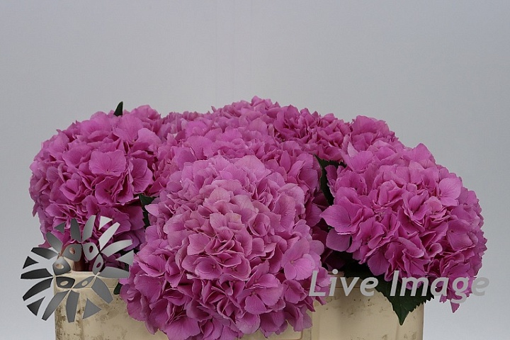 Гортензия My Beautiful Heaven дл.50 1шт