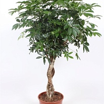 Шеффлера Компакта твист стем d23 h90 1шт