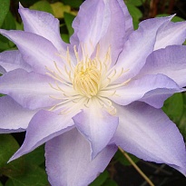 Клематис Тирислунд крупноцв./Цв.Кор