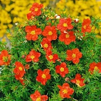 Лапчатка (Potentilla) кустарниковая Мэрион Ред Робин d9 h25 18шт