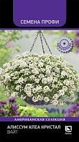 Алиссум Клиа Кристал Вайт ампел. 10шт /Поиск