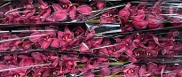Орхидея Cymbidium Paint Pink*9 дл.60 1шт
