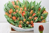 Тюльпан Do Lorenzo 10шт