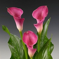 Калла Pink Jewel 10шт