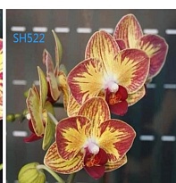 Орхидея Фален. Ананас 2ст d12 h50 10шт