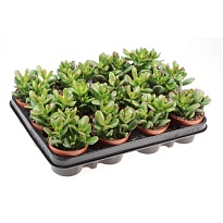 Крассула Оасис d8 h10 12шт