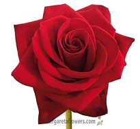 Роза Fl Del Hacienda Red Flame дл.50 25шт