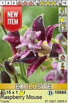 Трициртис Распберри Маус 1шт*