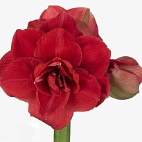 Гипеаструм Red Symphonie 1шт