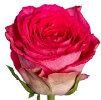 Роза PJ Dave Madam Pink дл.50 10шт