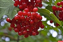Калина красная (обыкн) Красная Гроздь (ЗКС) 2л 1шт