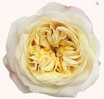 Роза Bella Роза S.a. Fatima Gardens дл.50 25шт