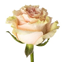 Роза Honey Pink Mondial дл.60 25шт