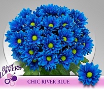 Хризантема кустовая Chic River Blue (крашен) 5шт