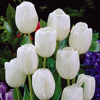 Тюльпан White Dream 10шт