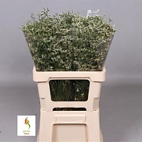 Лимониум China White 25 шт