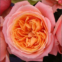 Роза Fcal Loves Me дл.50 25шт