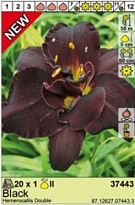 Лилейник Черный махр. 1шт*