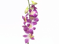 Орхидея Dendrobium Sakura 1шт