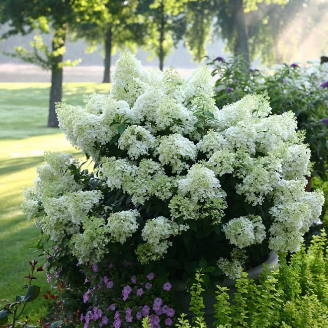 Гортензия (Hydrangea) метельчатая Бобо d9 h30-40 18шт