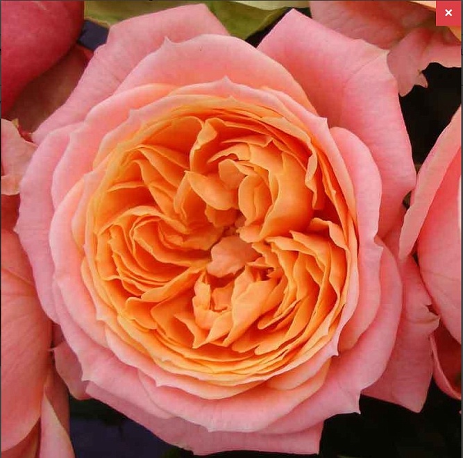 Роза Fcal Loves Me дл.50 25шт