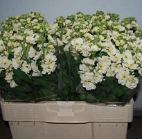 Мациола Centum Cream 10 шт