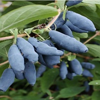 Жимолость Сластена (ЗКС) 2л 1шт