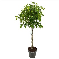 Фикус Экзотика Твист стем d32 h150 1шт