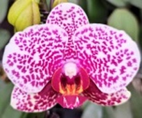 Орхидея Фален. Блэк Джек 1ст d12 h50 10шт