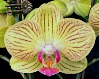 Орхидея Фален. Лима 2ст d10 h45-55 10шт