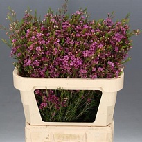 Хамелациум (waxfl) Eden 5шт