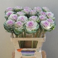 Брасика Empire Arina 5шт