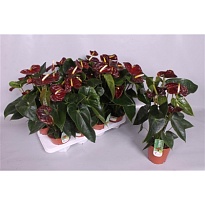 Антуриум Бьюти Блэк d17 h55 6шт