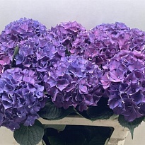 Гортензия Rodeo Purple дл.75 d20-22 1шт