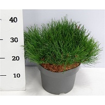 Сосна (Pinus) горная Пумило d23 h35 1шт