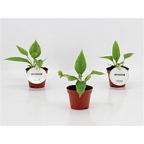 Антуриум Виттарифолиум d6 h15 12шт