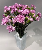 Гвоздика куст. Мунперл (К) дл.65 20шт