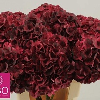 Гортензия Mag Dark Ruby дл.60 d20 1шт