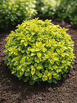 Барбарис (Berberis) тунб. Грин Сапфир 2л h10-15 1шт
