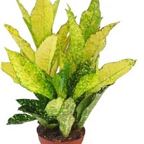 Кодиеум Голд Сан d9 h25 21шт