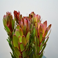 Левкадендрон Safari Sunset дл.80 10шт