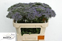Трахелиум Corine Blue 10шт