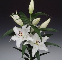 Лилия or. Pathos 10 дл.70 10шт